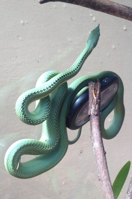 The Texas Indigo Snake Eats Rattlers for Breakfast