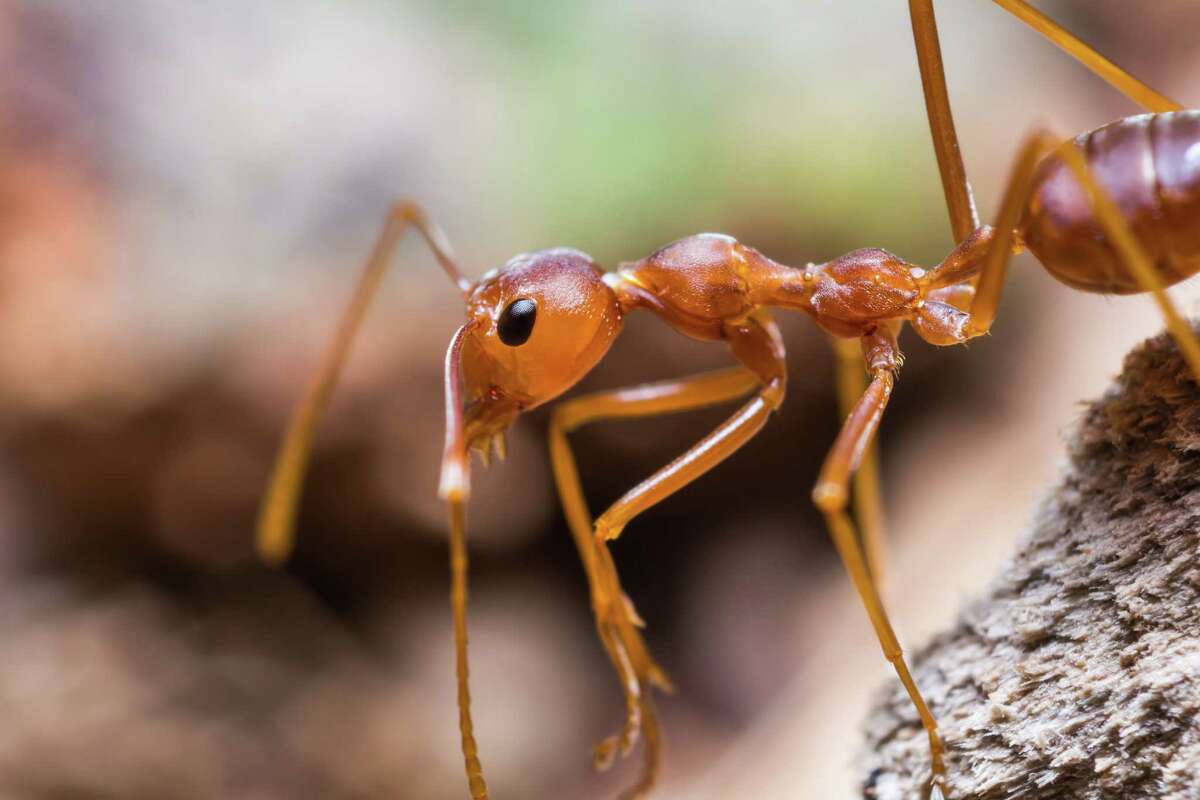 Желтые и красные муравьи