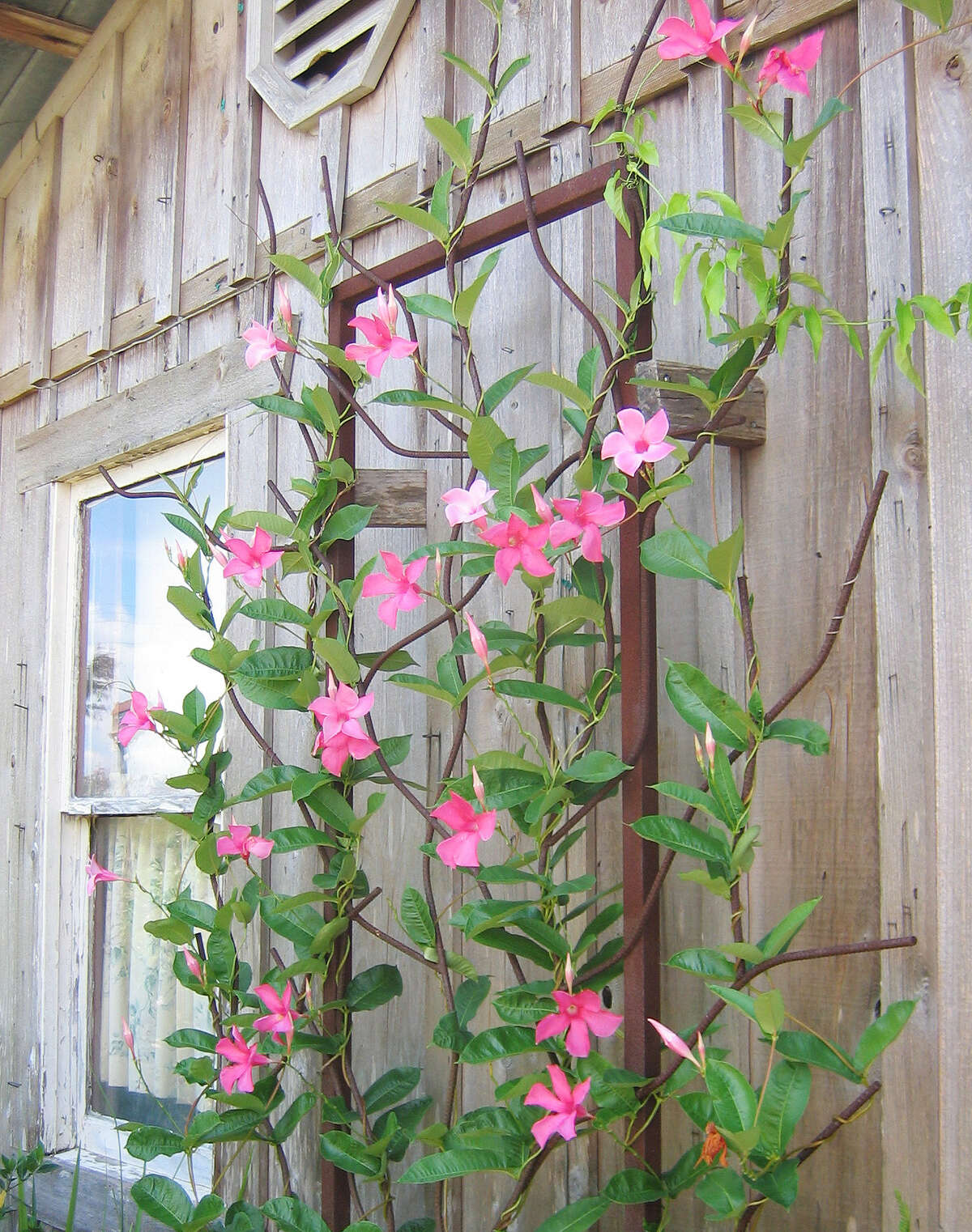 These plants can take the heat