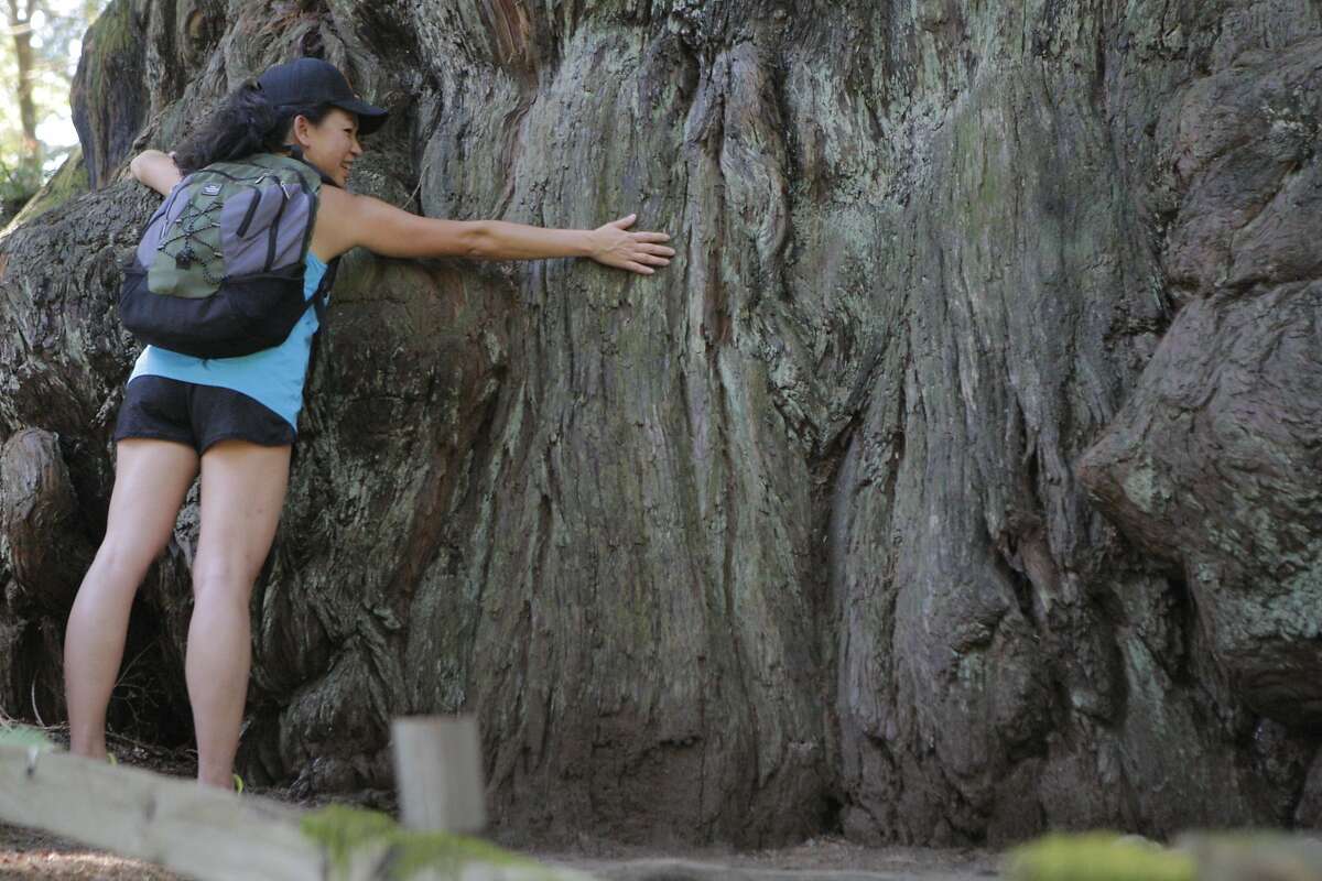 纪事报的凯·潘在玛土撒拉树为纪事报成员徒步旅行。底座直径14英尺，周长44英尺，是北半岛最大的红木。中部半岛开放空间区估计这棵树有1800岁了。
