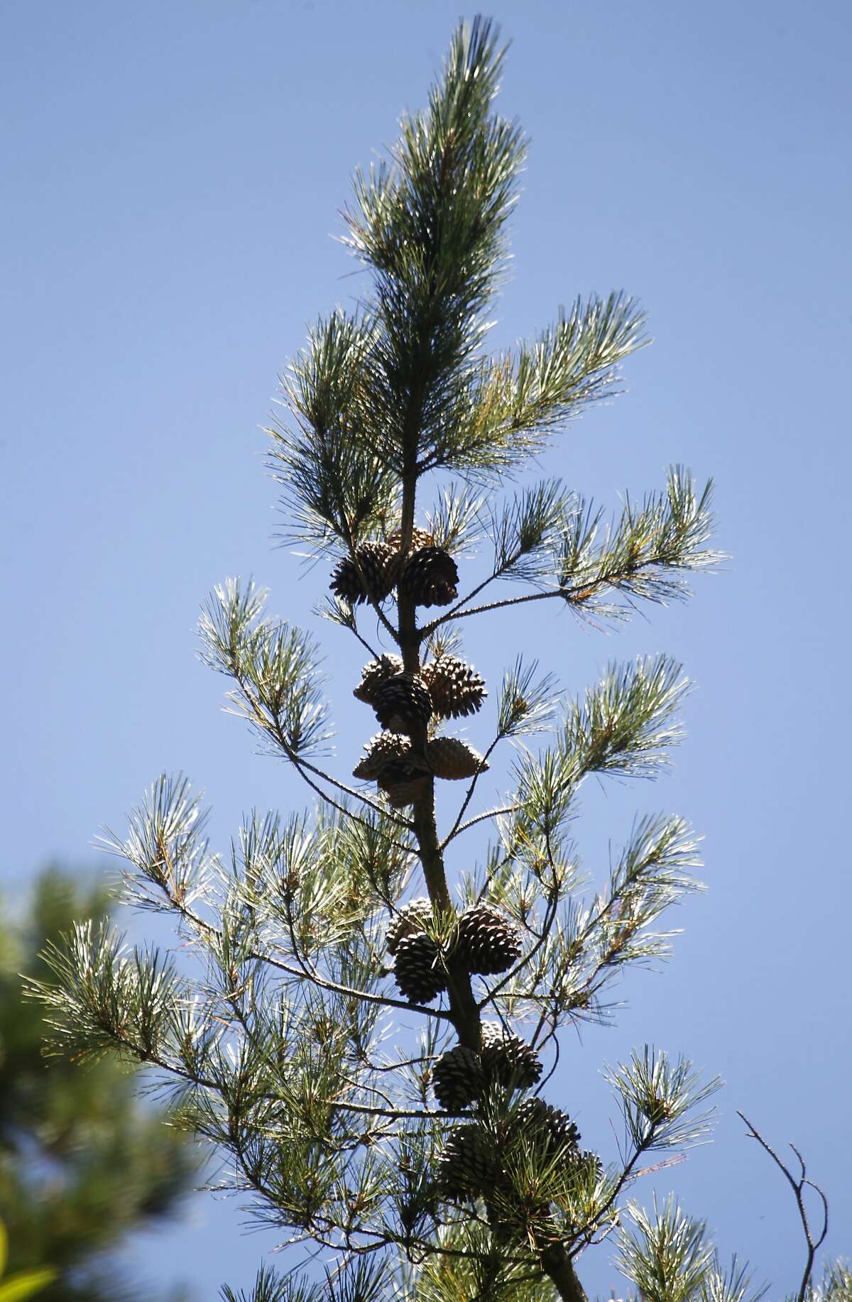 Pine cones hang from a Monterey pine tree at Redwood Regional Park in Oakland, Calif. on Wednesday, July 15, 2015. A controversial plan to remove thousands of trees in the East Bay hills as part of a federally-funded fire mitigation program is being opposed by the Save the East Bay Hills community group and several others.
