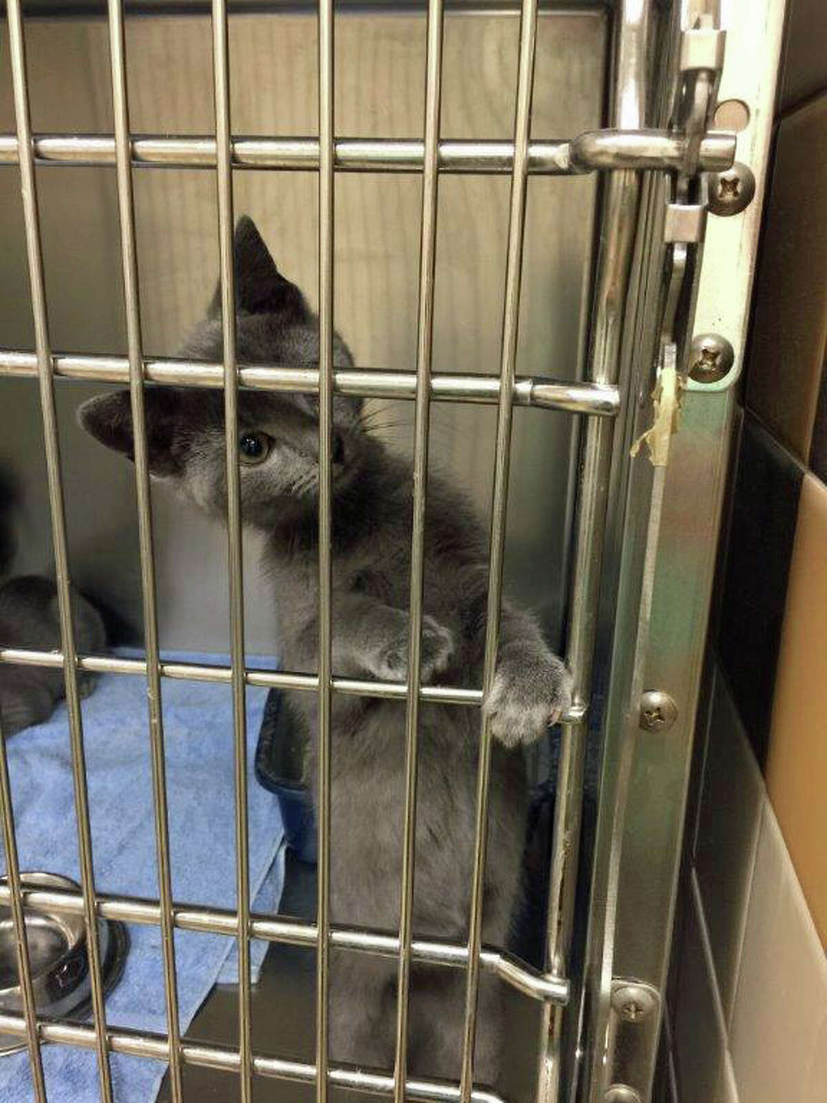 This little kitten was found at the Cos Cob train station and is now being sheltered by Greenwich Animal Control.