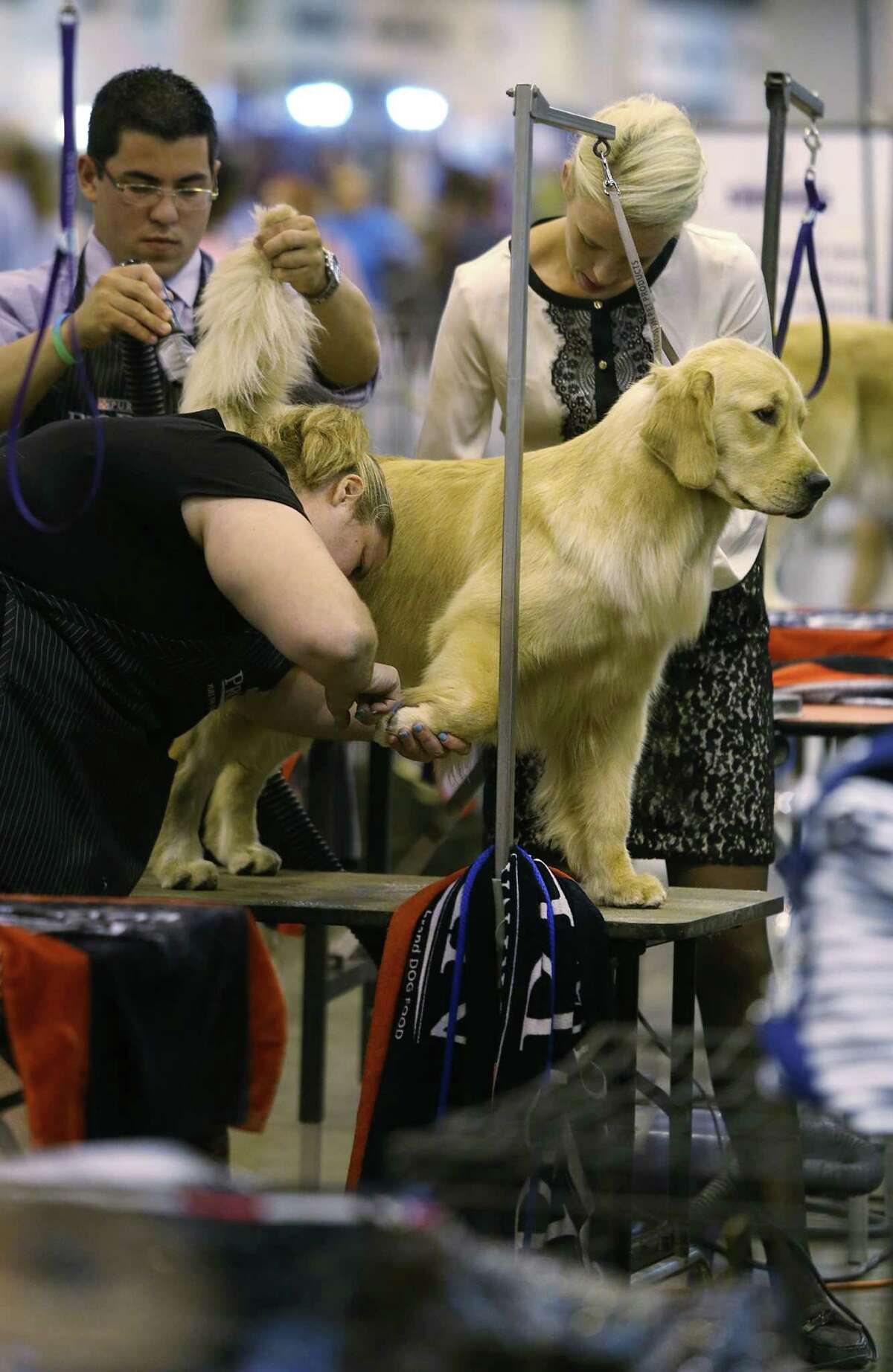 Last Day for Dog Show