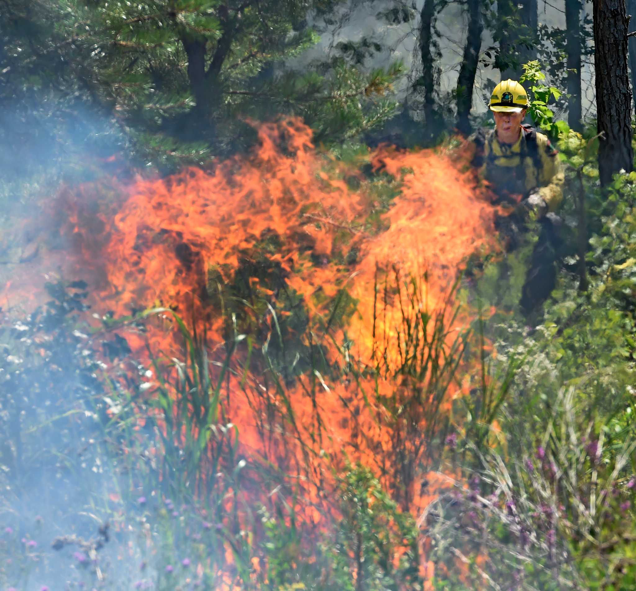 Photos Controlled burn at Albany Pine Bush Preserve