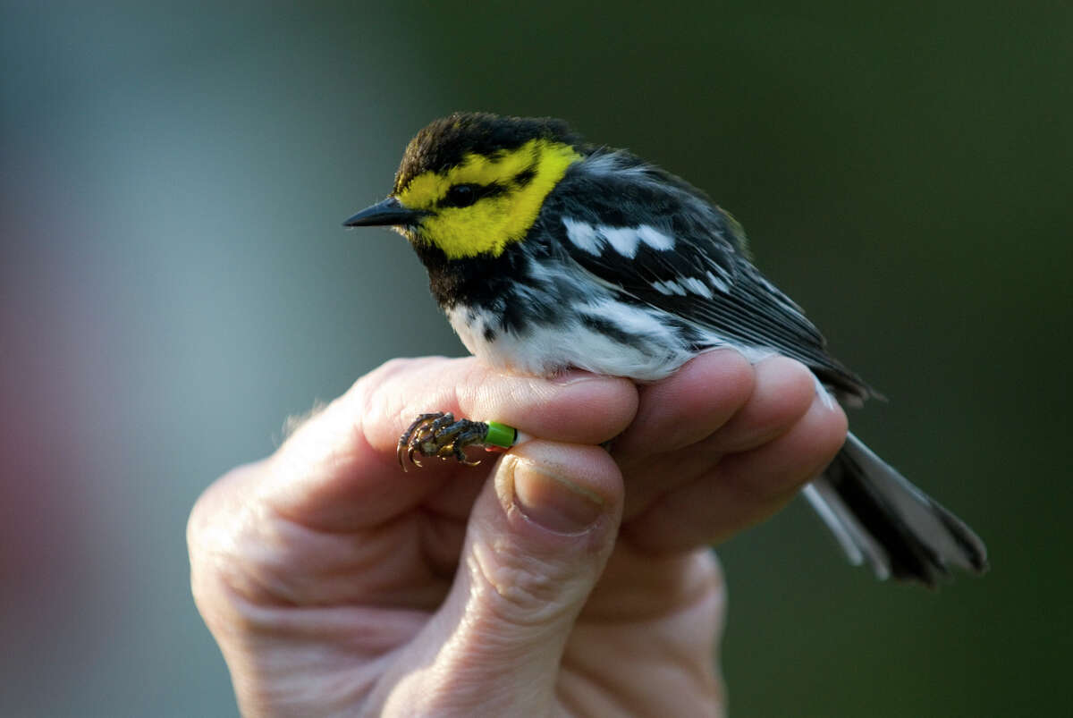 Fort Hood has a large population of golden cheeked warblers. Despite the military training that takes place here, these rare birds thrive because of land and wildlife management practices.