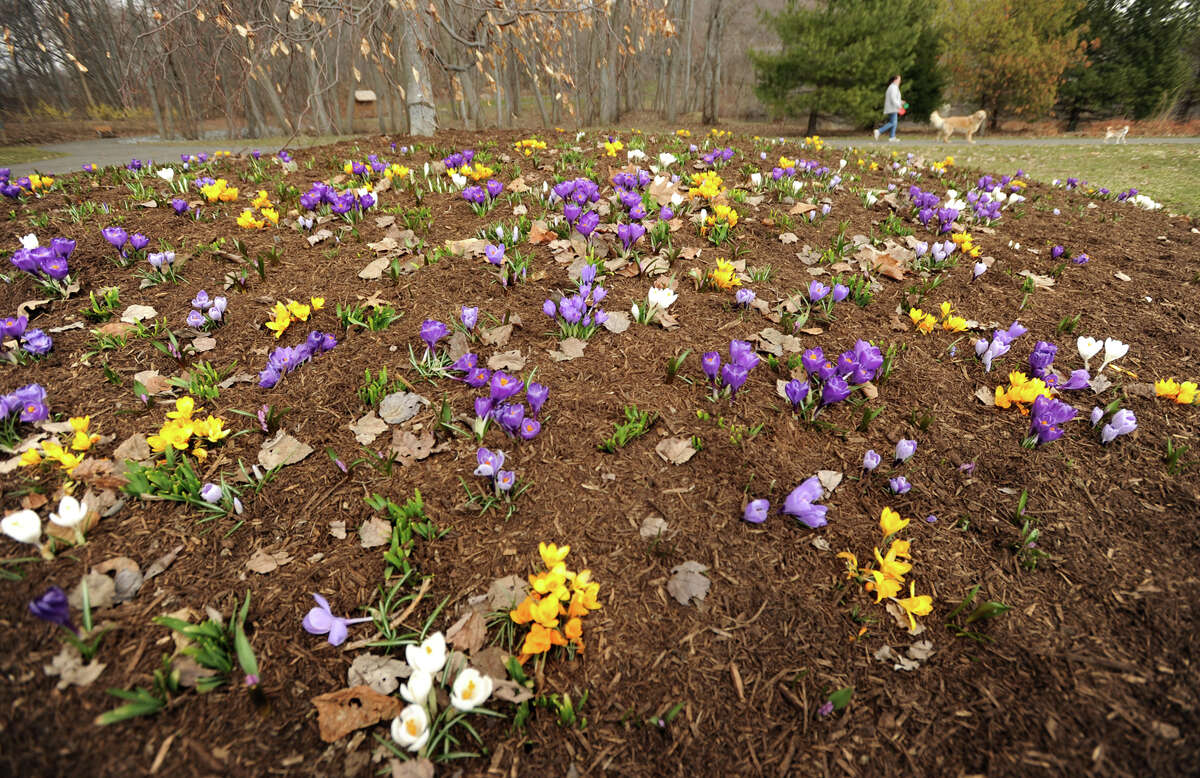 Crocuses bloom as a sure sign that spring has finally arrived at Twin Brooks Park in Trumbull, Conn. on Sunday, April 5, 2015.