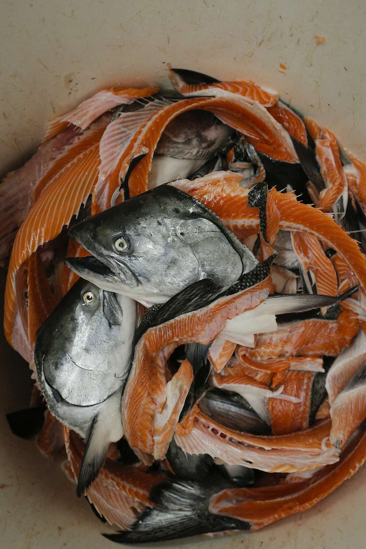 Wild king salmon carcasses are seen at the North Coast Fisheries processing plant in Santa Rosa, California, on Friday, July 17, 2015. Siren Fish Company, owned by Anna Larsen, has its fish processed at North Coast Fisheries. Siren Fish Company specializes in providing locally caught, sustainable fish to its "CSF" members on a weekly basis.