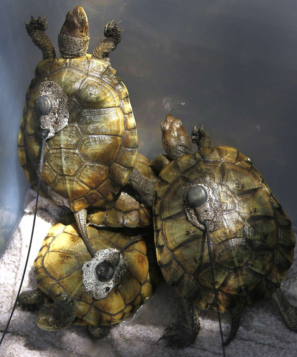Western pond turtles, with radio transmitters affixed to their shells, can sense that freedom is near before they're released into Mountain Lake in San Francisco, Calif. on Saturday, July 18, 2015. Researchers from Sonoma State University, the Presidio Trust and the San Francisco Zoo reintroduced 28 turtles into the lake as part of an ongoing effort to repopulate the habitat with native species.