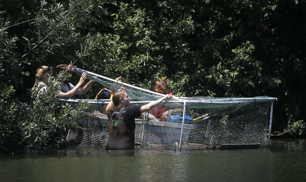 Biologists lift the top of a protective cage, where western pond turtles have been acclimating, before they are set free into Mountain Lake in San Francisco, Calif. on Saturday, July 18, 2015. Researchers from Sonoma State University, the Presidio Trust and the San Francisco Zoo reintroduced 28 turtles into the lake as part of the ongoing effort to repopulate the habitat with native species.