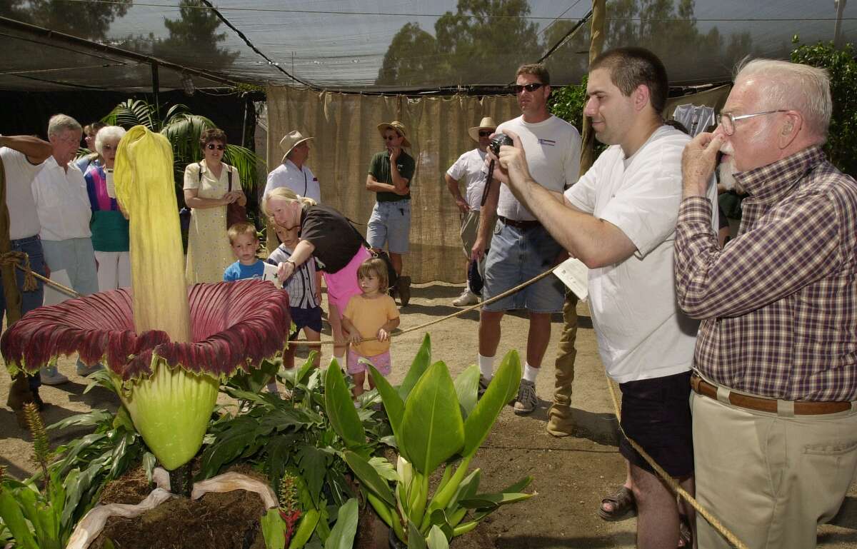 World's smelliest flower in full bloom in Berkeley