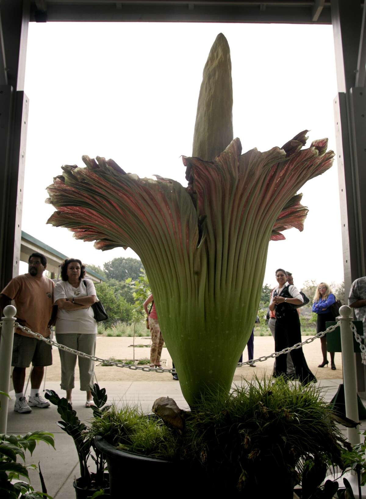 World's smelliest flower to reach its stinky peak in SF Thursday night