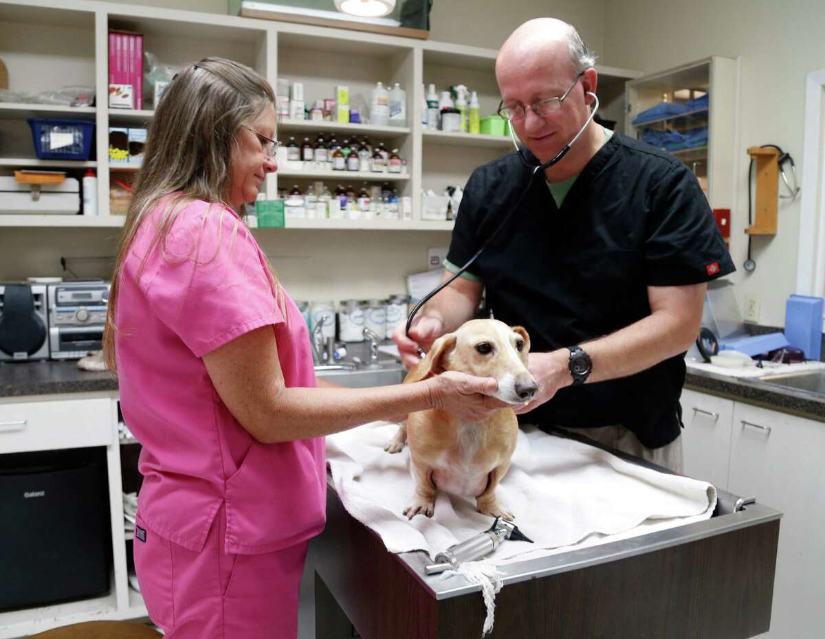 Boarding a dog? New strain of influenza is going around