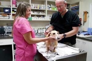 Boarding a dog? New strain of influenza is going around