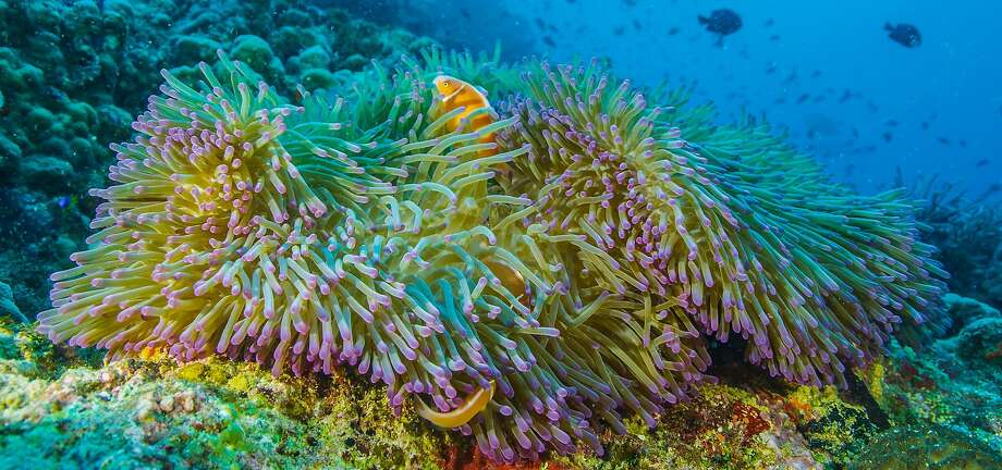 Beauty and devastation in ‘Life’ on the Great Barrier Reef - SFGate