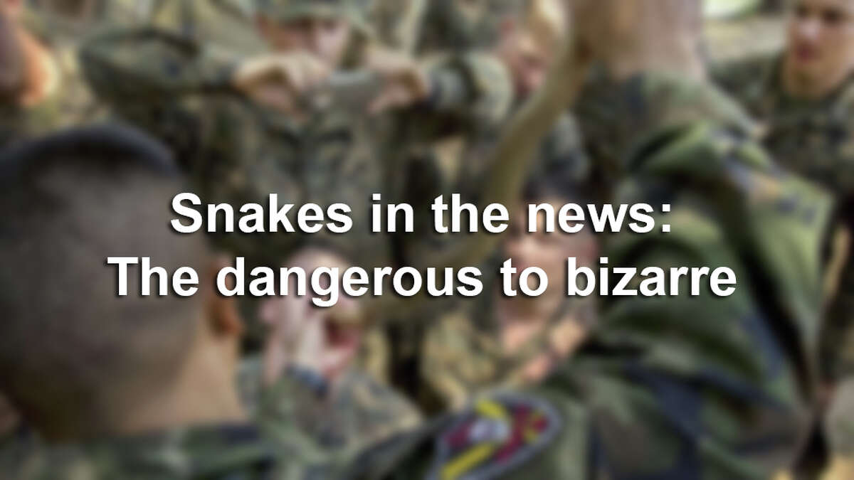 Snake sightings are no surprise to Texans, but some can be viscous, ginormous and downright terrifying. Keep clicking to see snakes that have made national headlines.