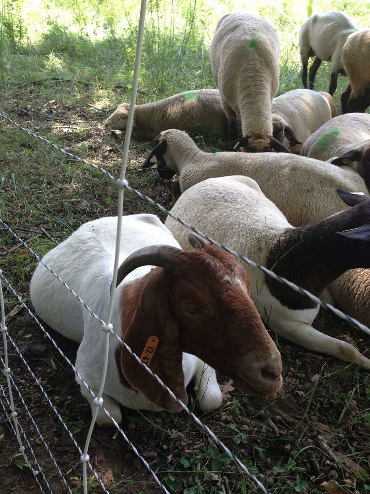 Goats chew up weeds from Loudonville Reservoir