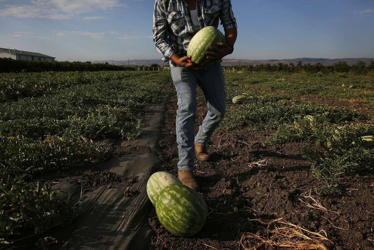 Alberto Flores, 29, harvests melons on Flores' leased farm land July 21, 2015 in Tracy, Calif. Flores started his farming business Arya Farm Produce with Sam Aziz five years ago. He leases 40 acres of land and is only farming 20 acres of it because of the drought. Flores sells his produce along with other produce he purchases locally in a small store on the edge of his land. He says water prices have made things difficult for his small, organic operation this year. When he started five years ago he recalls the price for an acre foot of water was 19 dollars as compared with about 250 dollars today.