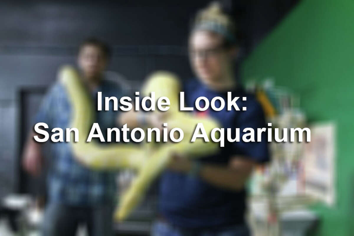 Take a look inside the San Antonio Aquarium with this collection of photos.