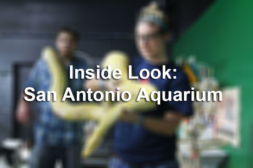 San Antonio Aquarium opens