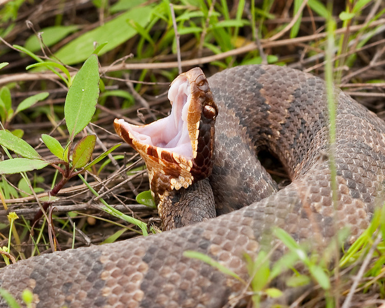 Snakes R Us: Arlington police don't play around with ball python found near  toy store