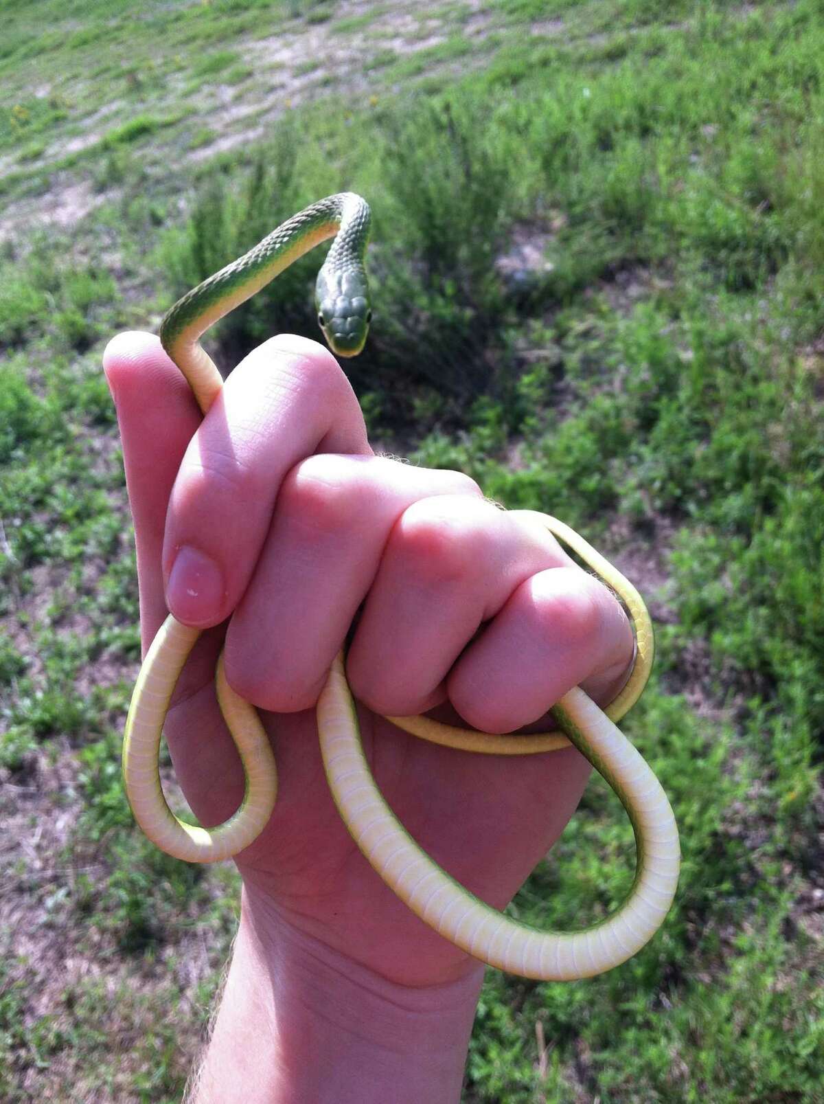 The Katy Prairie Conservancy will present Ã©Unplugged Adventure: Summer SnakesÃ© on Aug. 7 from 6:30-7:45 p.m. in the air-conditioned comfort of the KPC offices. Pictured here is the green rough snake.