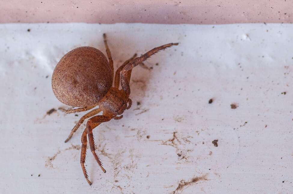 The spiders of Texas