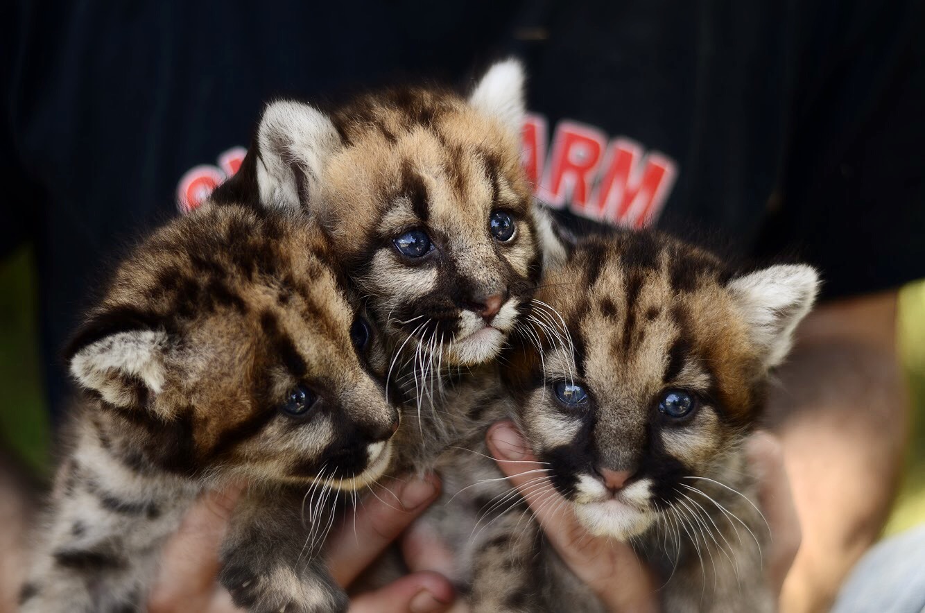 Three New Mountain Lion Cubs Debut At Animal World And Snake Farm Zoo In New Braunfels