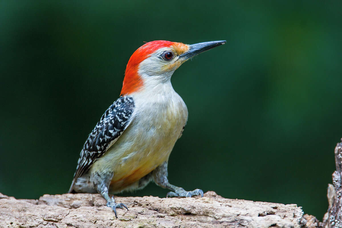 Red-bellied woodpeckers ﻿bang on trees in an effort to draw out insects from under the bark.﻿
