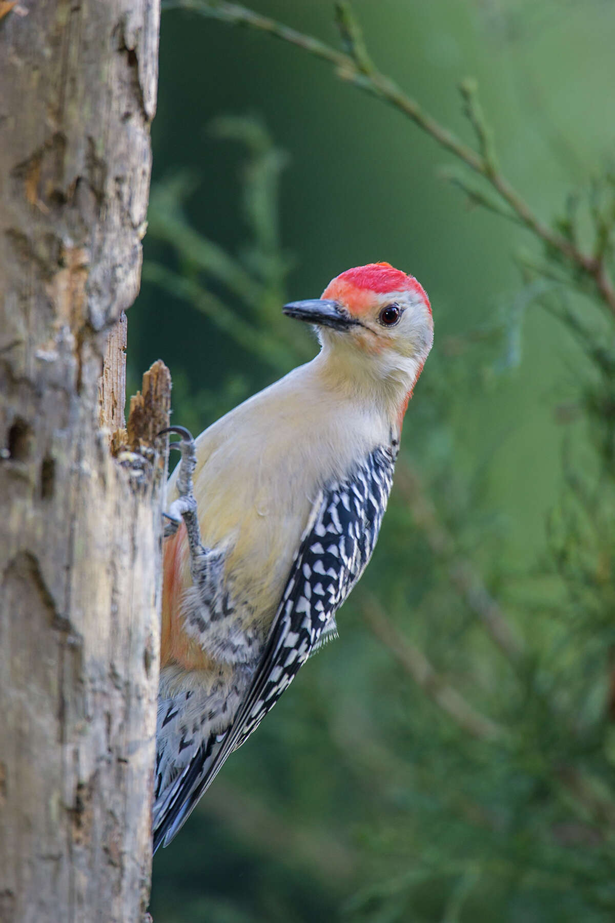 Red-bellied woodpeckers are named for the small patch of red on their bellies.﻿