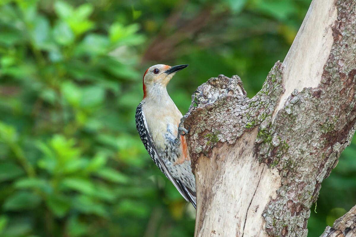 Red-bellied woodpecker drums up insect feast