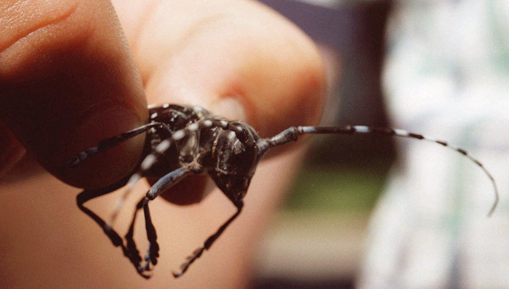 Pool owners' help sought to monitor invasive beetles