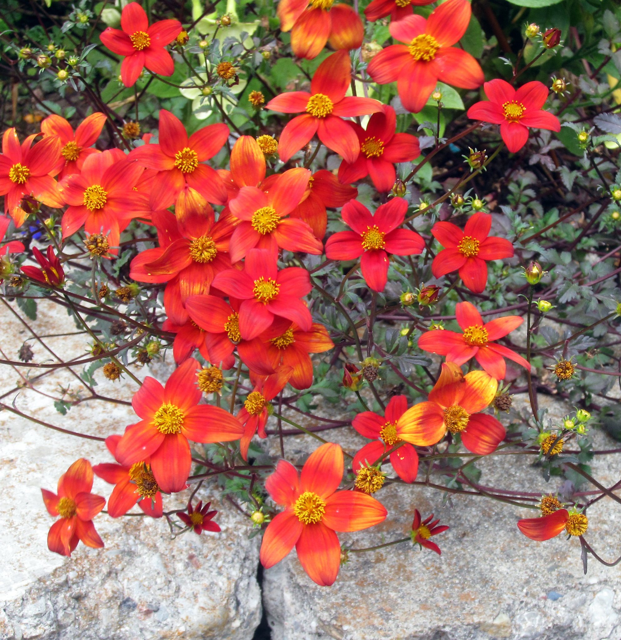 Colorful bidens covers new ground