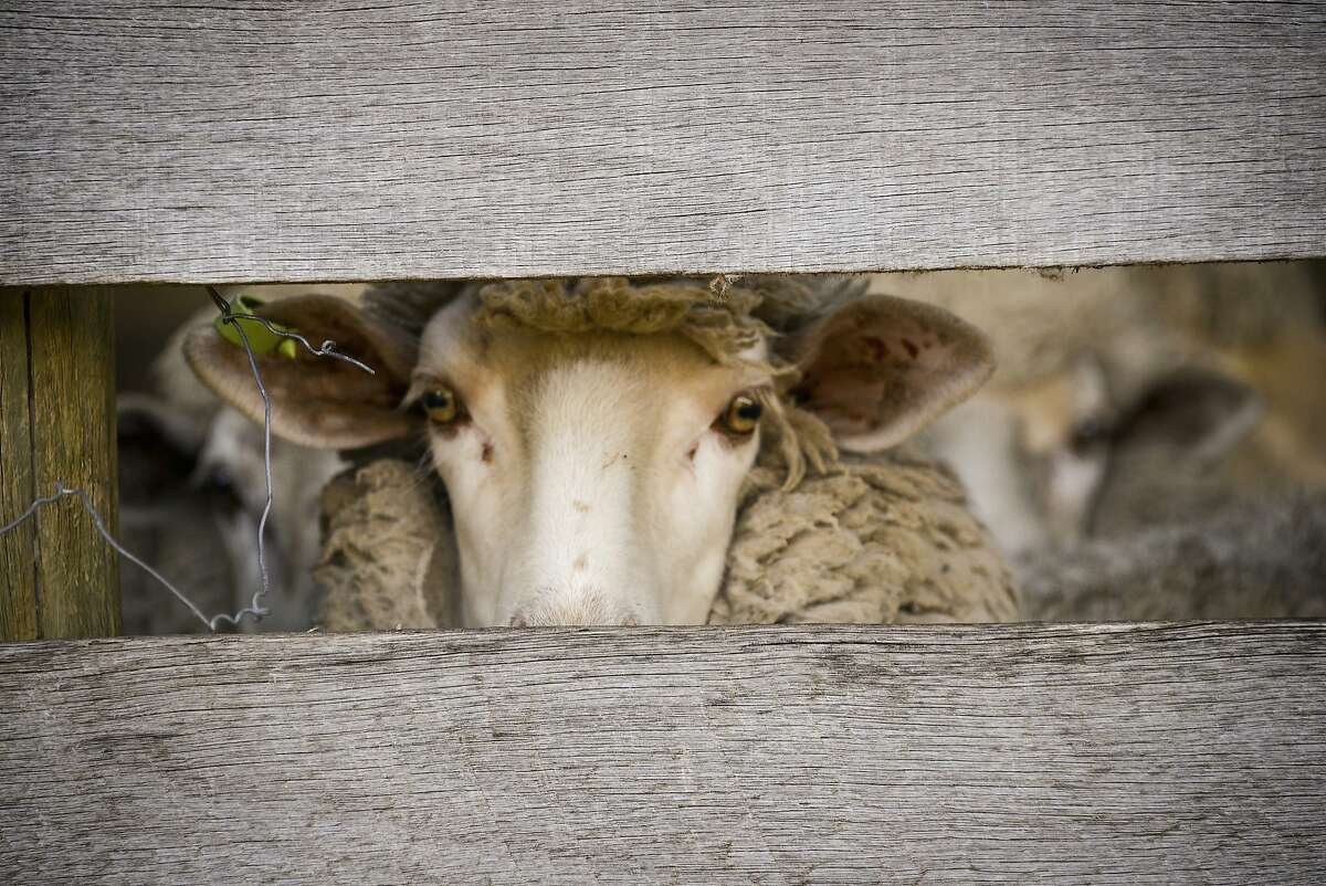 A sheep's greeting at Stranraer Homestead.