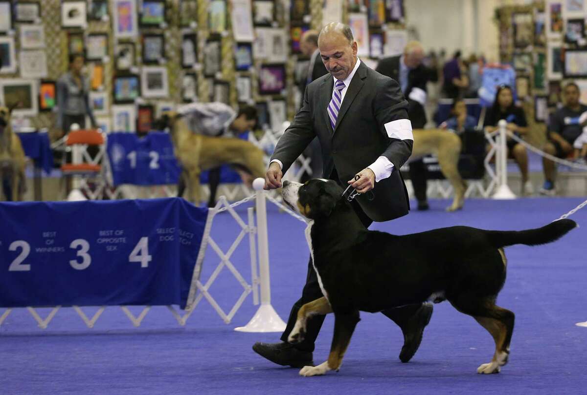 Scott Sommer handles Gus, a Greater Swiss Mountain Dog, in one of many competitions during The Houston World Series of Dog Shows at NRG Stadium on Wedneday, July 15, 2015, in Houston. ( Mayra Beltran / Houston Chronicle )