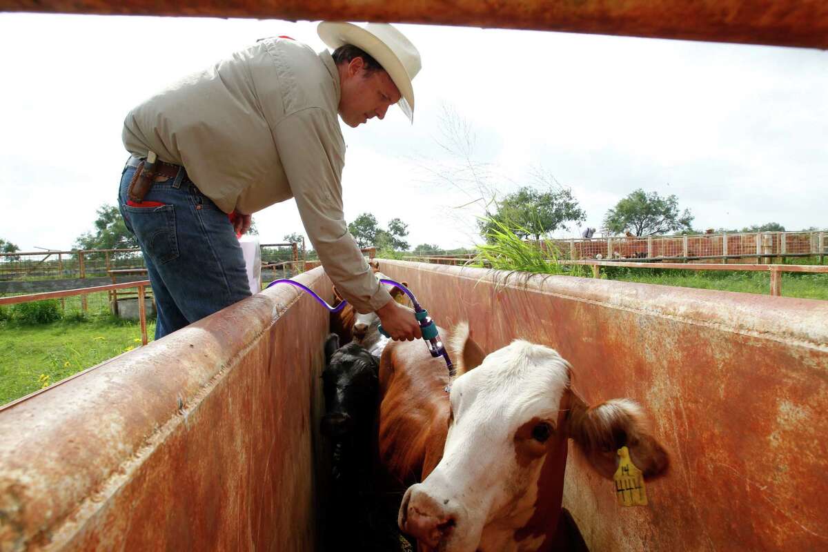 James McAllen applies a dewormer for cattle during a roundup of 200 head of cattle on the McAllen Ranch July 07.