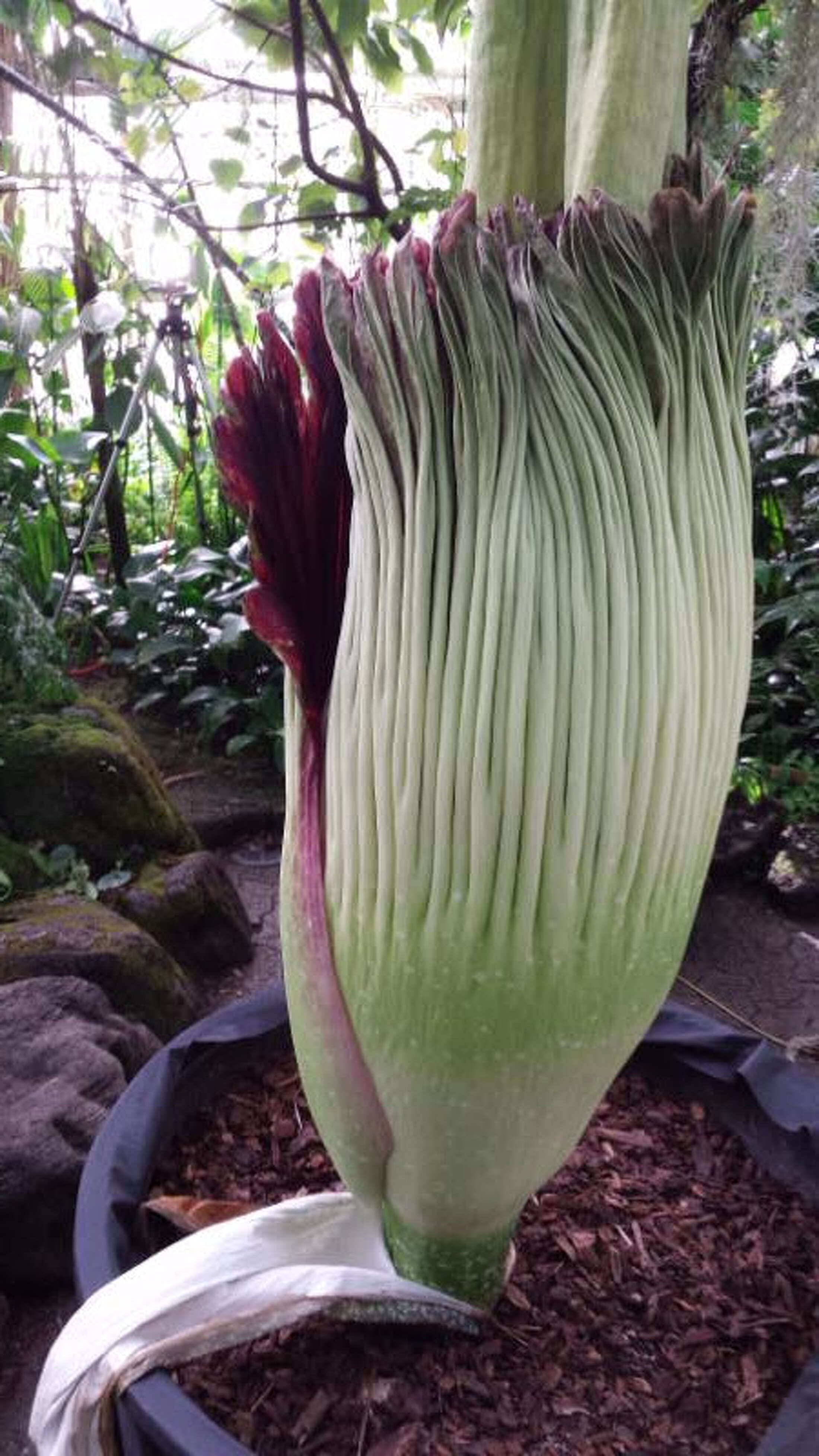 World's smelliest flower in full bloom in Berkeley