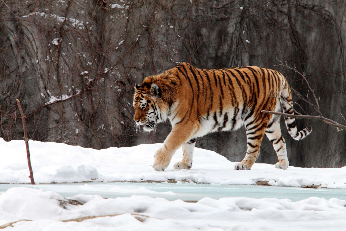 siberian tiger poaching