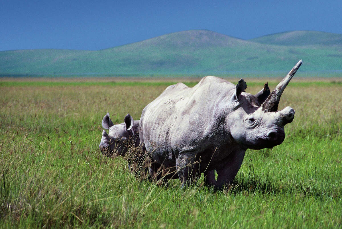 Species threatened by poaching