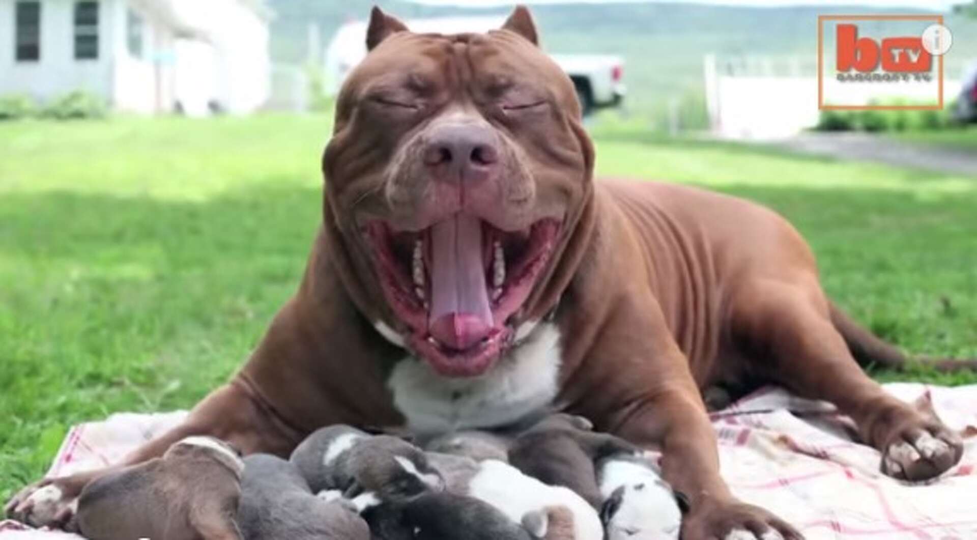 Pitbull hulk fashion puppies