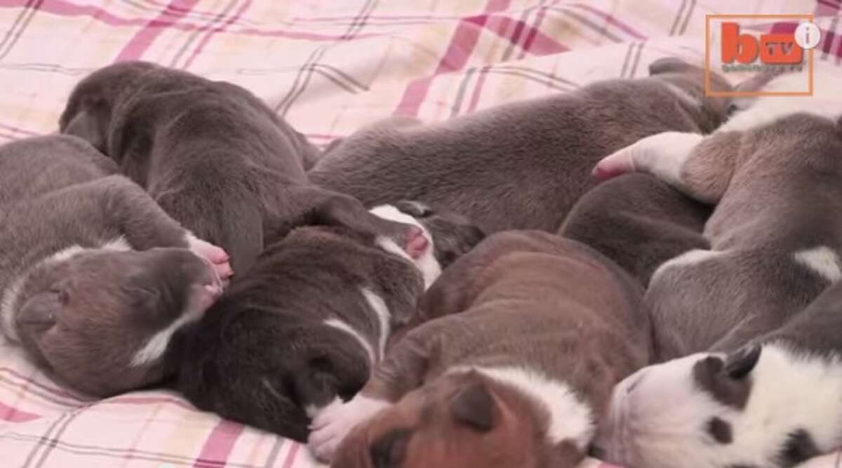 dark dynasty k9 puppies cost