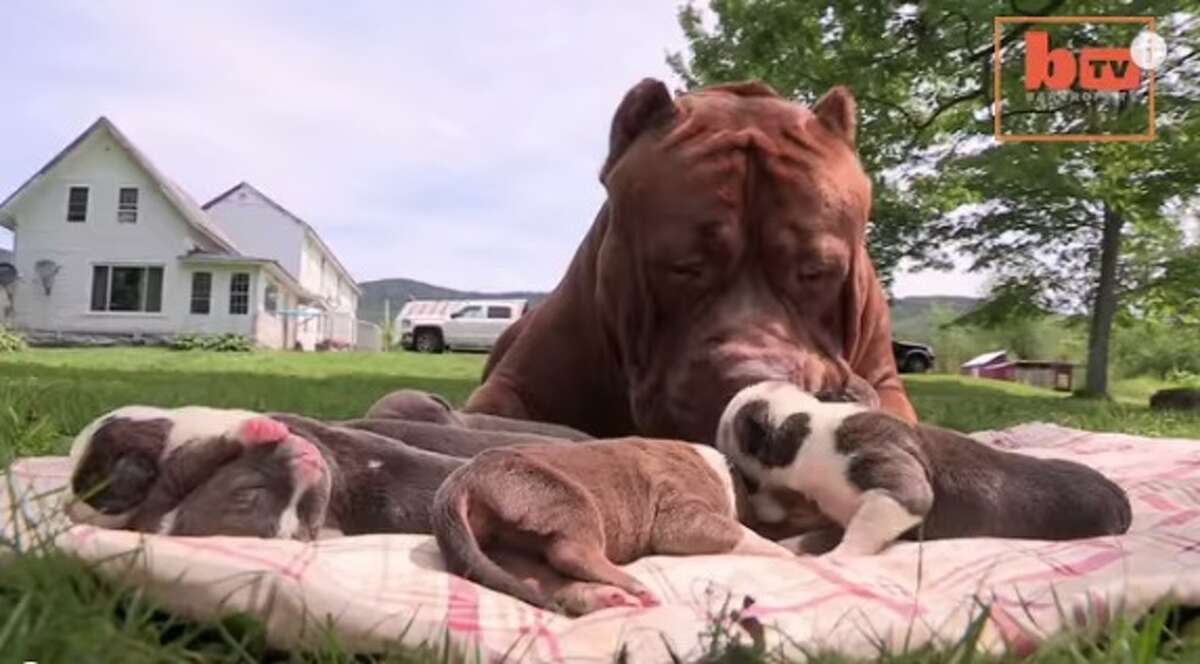 dog dynasty hulk puppies