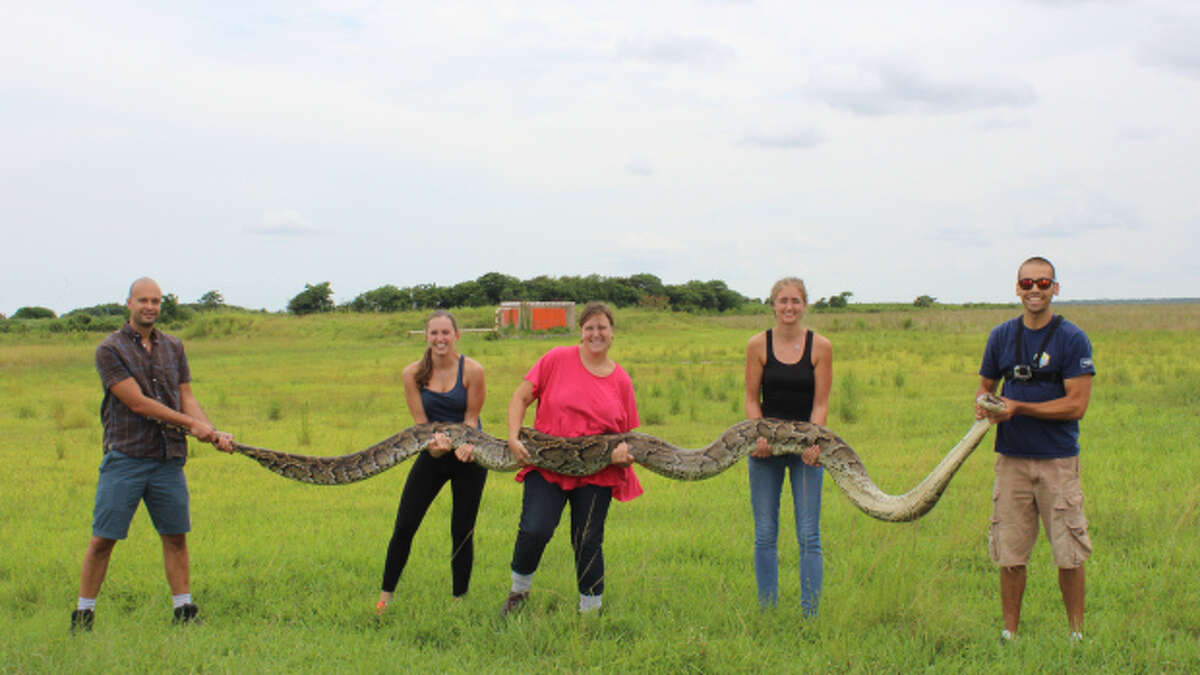 USGS and NPS interns working on invasive reptiles in the Park under a project that is jointly funded by the National Park Service and USGS. While the snake isn't a record breaker, it was longer than 18 feet.