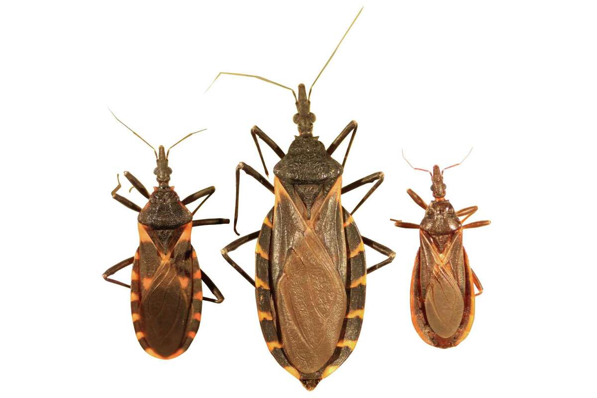 For many Texans, the bite from a triatoma bug - commonly called "kissing bugs" - can be kiss of death as the inch-long insects carry the parasite that causes Chagas disease, a incurable disease that often causes heart failure. Photo by Dr. Gabriel Hamer, Texas A&M University
