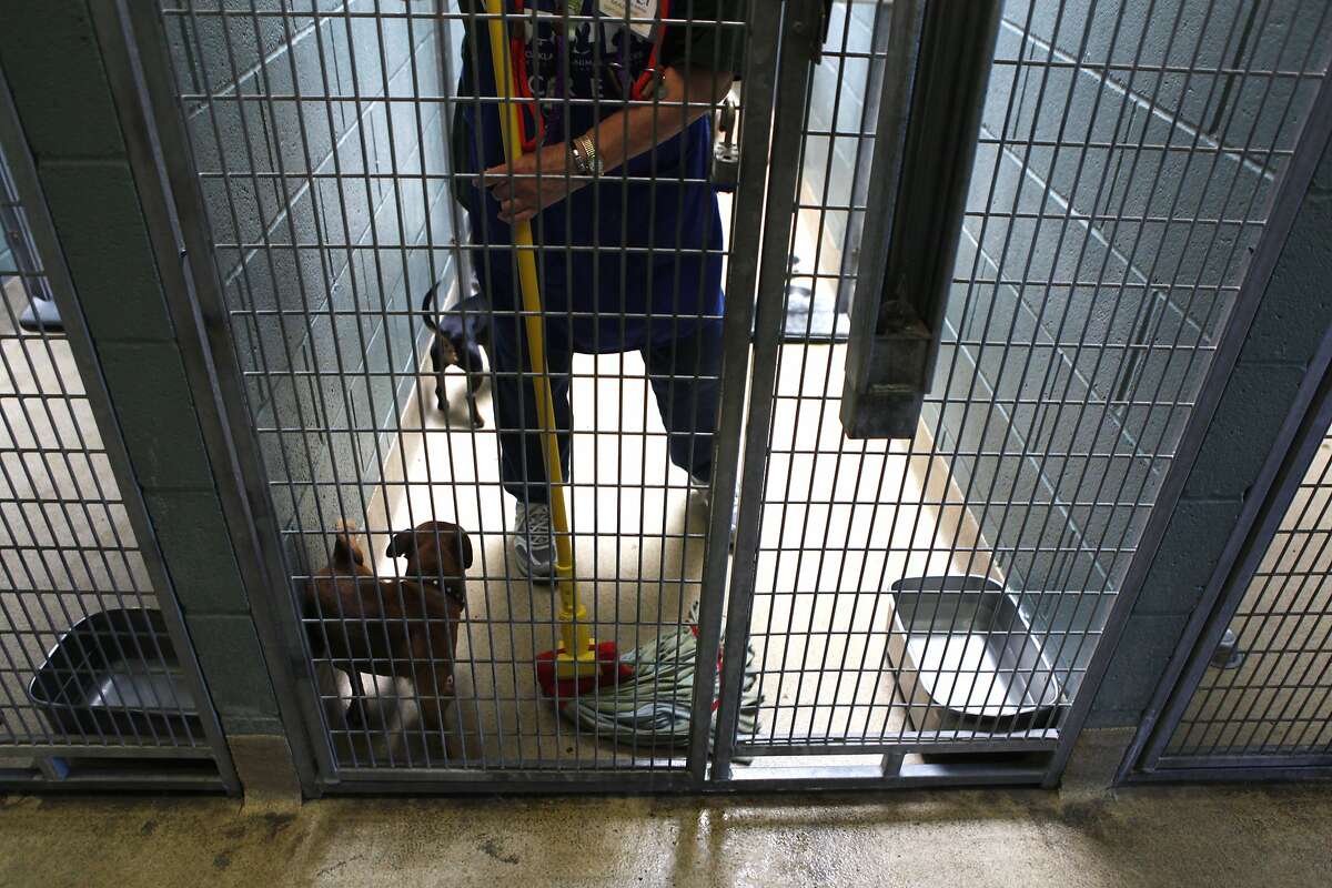 Oakland animal shelter overcrowded with canines