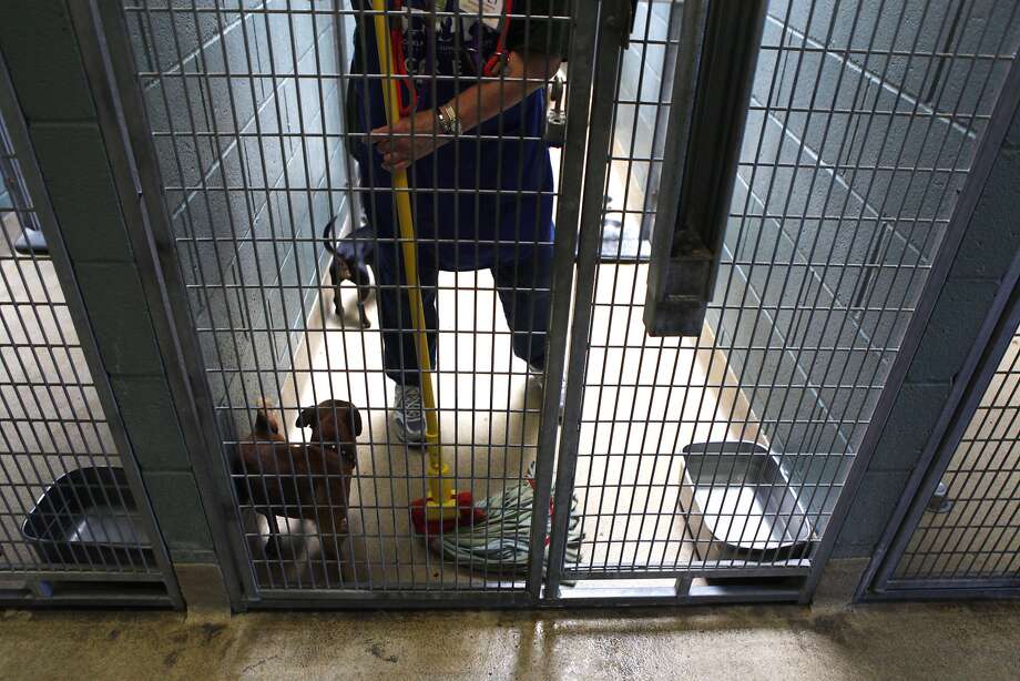 Oakland animal shelter overcrowded with canines SFGate
