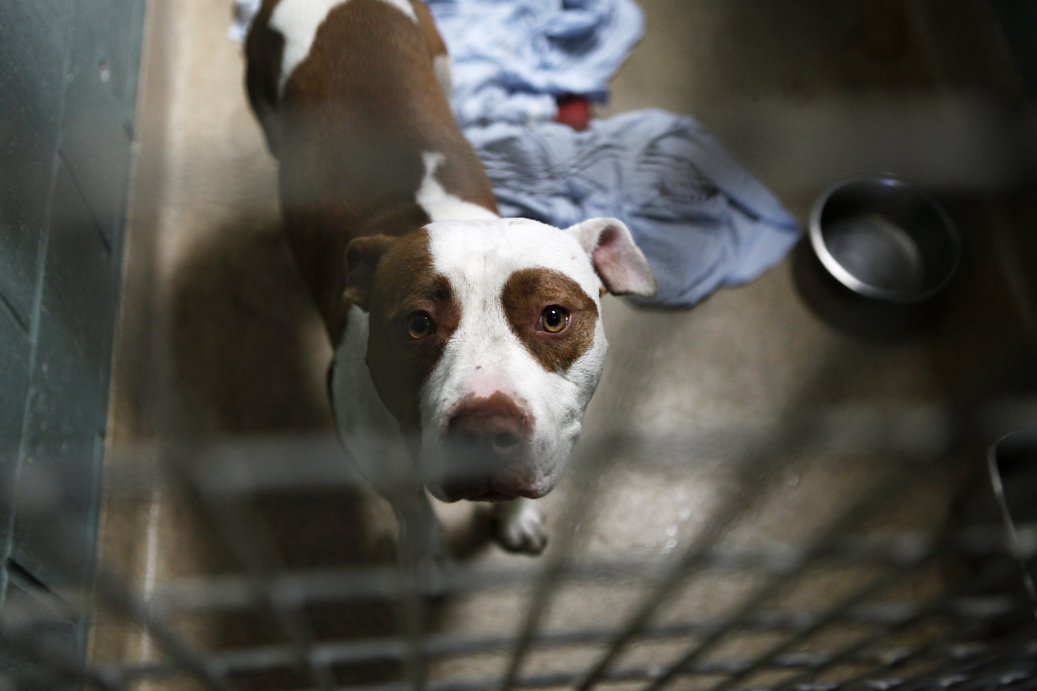 Oakland animal shelter overcrowded with canines