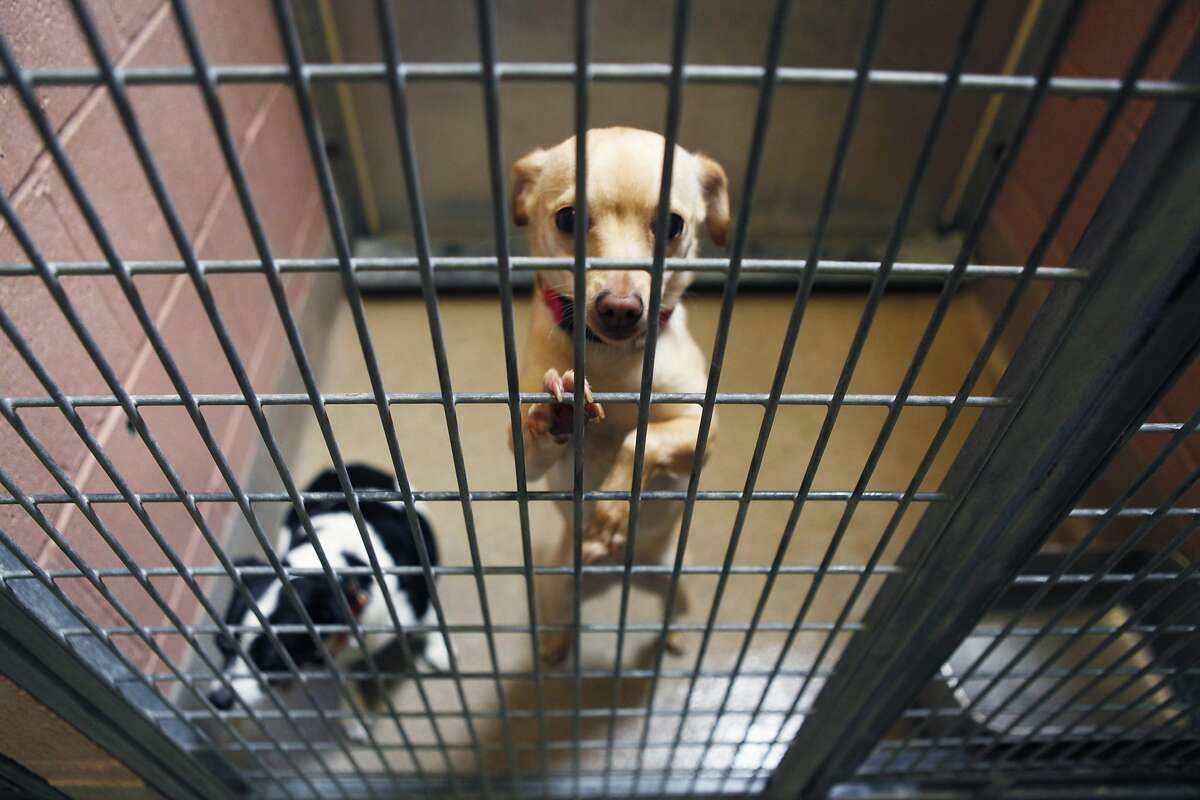 Pinky, right, a tan female Chihuahua, 2-3 years old, stands up in her kennel as Betty, a 3-year-old white/black Chihuahua, left, sits beside her at the Oakland Animal Shelter on July 29, 2015. Both dogs have been a part of the shelter since mid July 2015. The Oakland Animal Shelter is currently at 200 percent capacity with it's dog population because they are doing their best to help dogs find their forever homes rather than euthanize them.