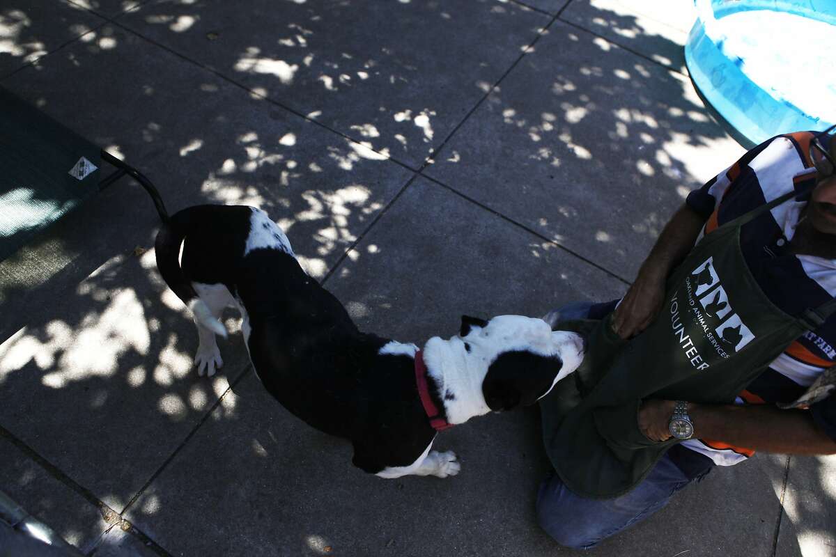 Oakland animal shelter overcrowded with canines
