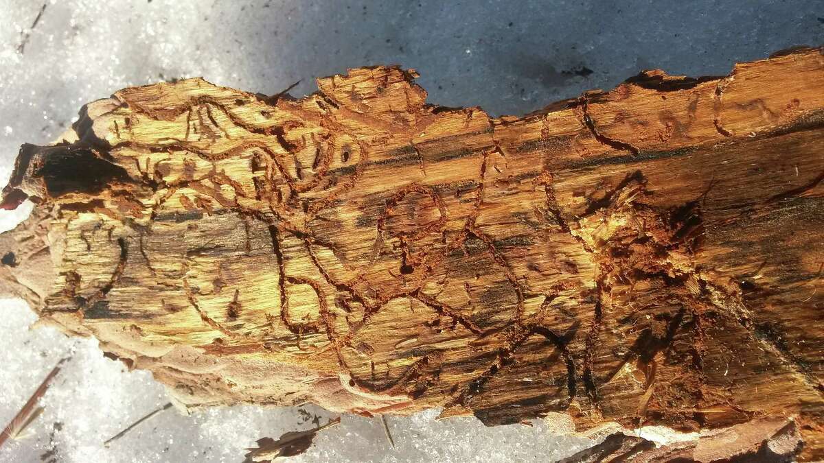 A dissection of a tree shows the kind of damage that is inflicted by the Southern Pine Bark Beetle.