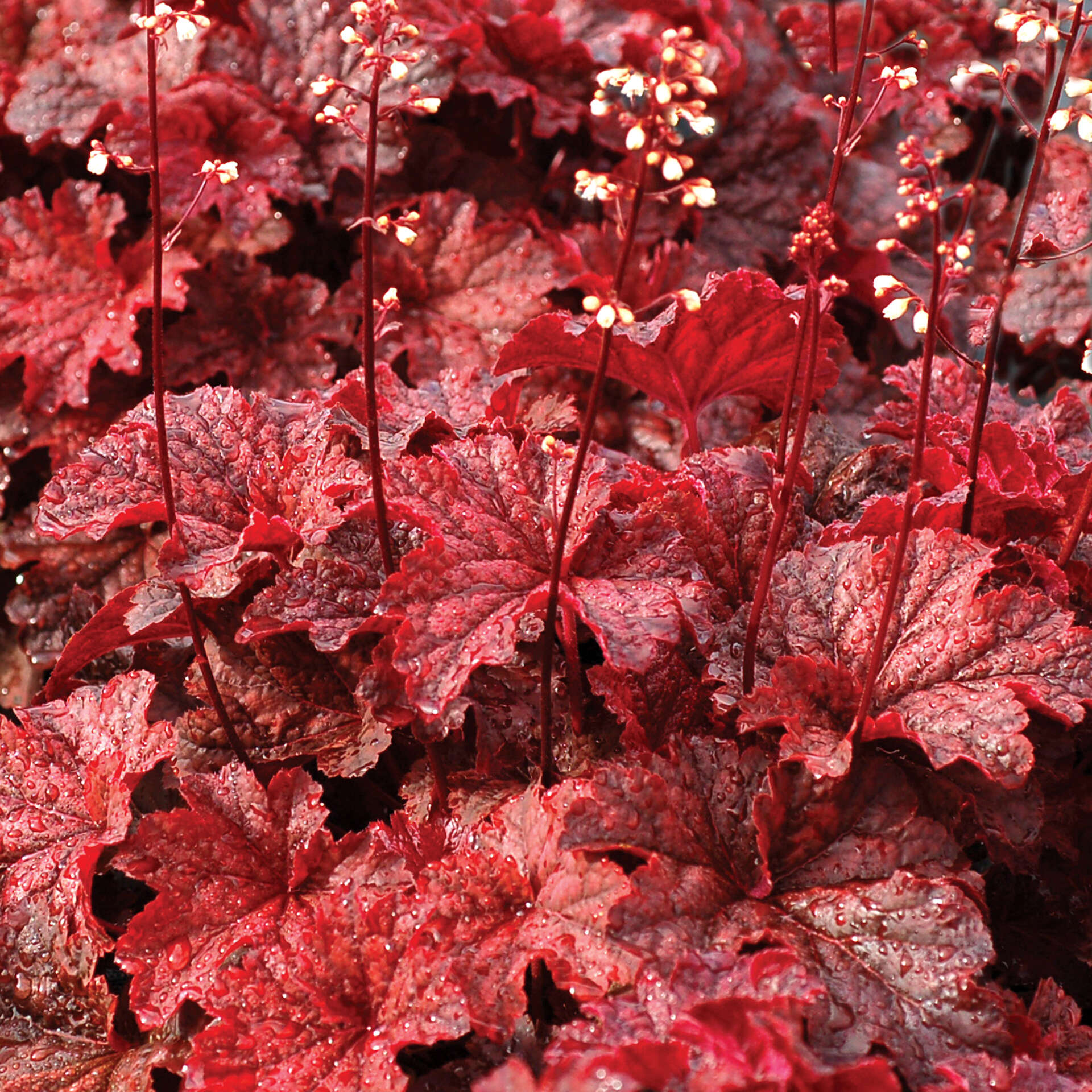 The 7 best coral bells for your garden